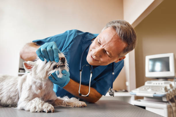 Best Emergency Dental Care for Broken or Chipped Teeth in San Saba, TX
